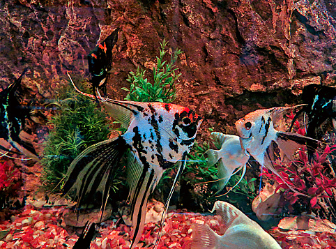 Pterophyllum scalare, angelfish or freshwater angelfish swimming in aquarium tank.