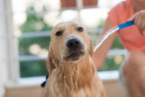 istock Golden Retriever dog bathing 1196131955
