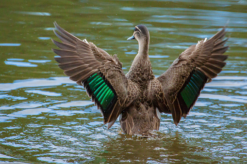 A duck flaps its wings on a pond