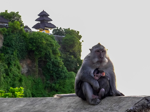 an adult and baby macaque monkey sit on a wall at uluwatu temple on bali, indonesia
