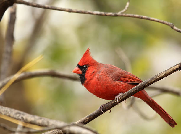 istock Male Northern Cardinal, Cardinalis 119613426