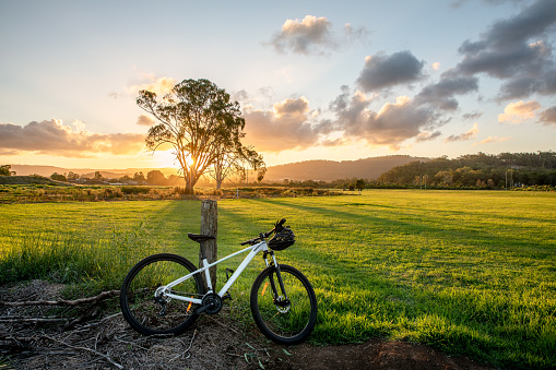 Australian male bike rider admires an old gum tree at sunset