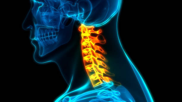 istock Vertebral Column Cervical Vertebrae of Human Skeleton System Anatomy 1196135419