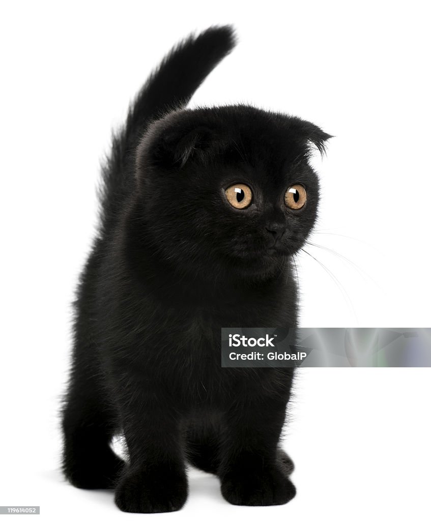 Scottish Fold Kitten, 11 weeks old, standing, white background  Domestic Cat Stock Photo