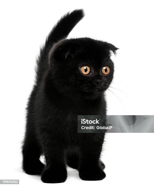 Scottish Fold Kitten 11 Weeks Old Standing White Background Stock Photo - Download Image Now