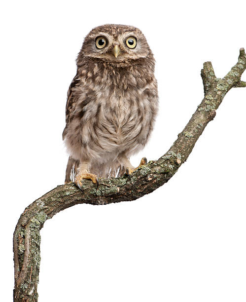 istock Front view of Young owl perching on branch, white background 119614113