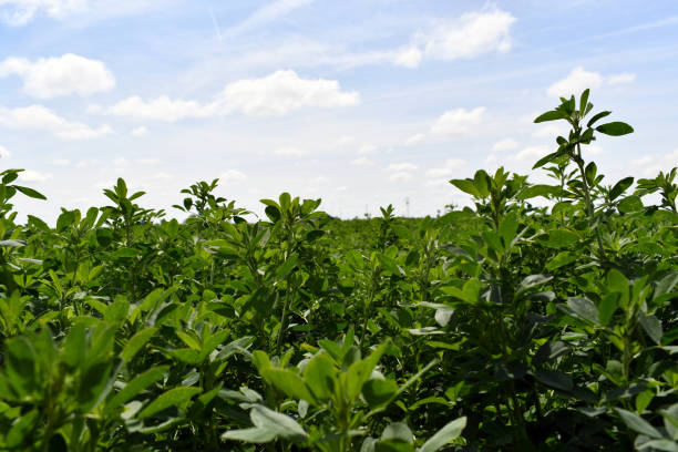 campo di erba medica lussureggiante e verde - alfalfa foto e immagini stock