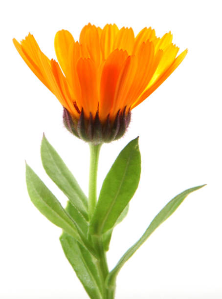 istock Beautiful blossoming yellow marigold isolated on white background. Calendula officinalis 1196141601