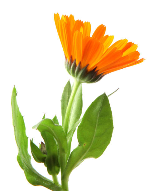 istock Beautiful blossoming yellow marigold isolated on white background. Calendula officinalis 1196141602