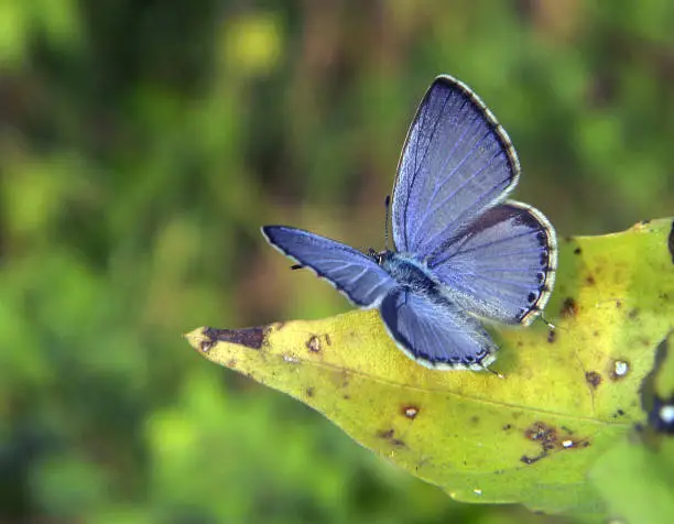 A common blue Butterfly on the wild leaf