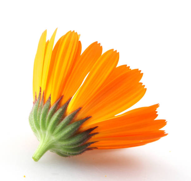 白い背景に隔離された美しい開花黄色のマリーゴールド。カレンデュラ・オフィシナリス - nobody nature orange calendula arvensis ストックフォトと画像