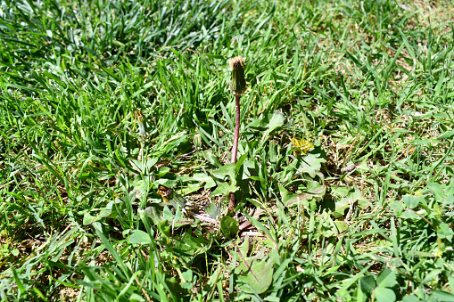 Dandelions starting to flower and grass