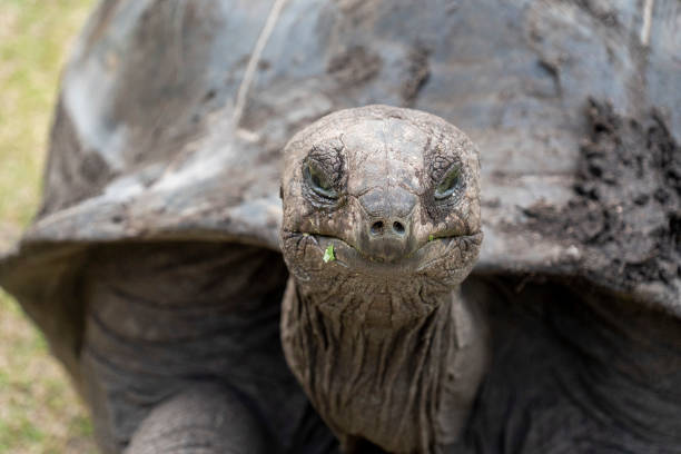 istock Seychelles giant terrestrial turtle close up portrait 1196142423