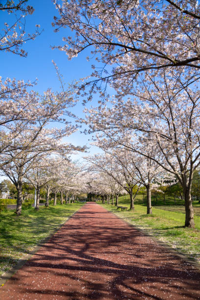 istock Spring Pink Cherry Blossoms in the park 1196144010