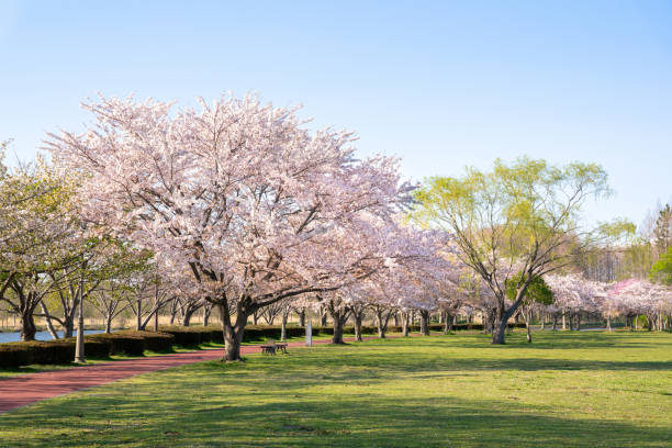 istock Spring Pink Cherry Blossoms in the park 1196144036