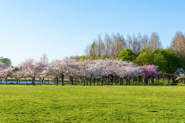 istock Spring Pink Cherry Blossoms in the park 1196144083