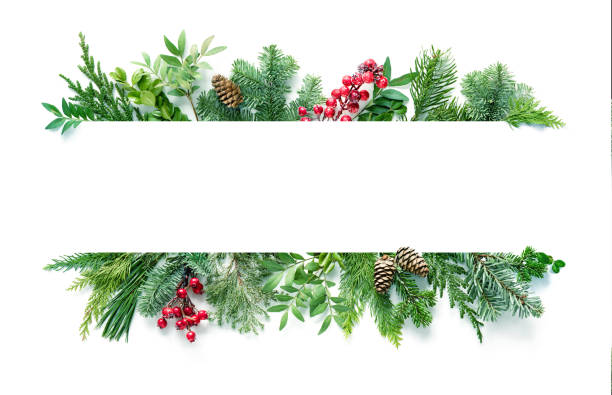 плоская композиция с зимними еловыми ветвями, конусами, холли изолирована на белом фоне - вьющееся растение фотографии стоковые фото и изображения