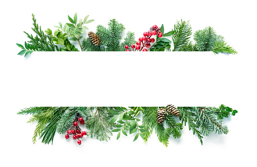 Flat lay composition with winter fir branches, cones, holly isolated on white background. Copy space for text