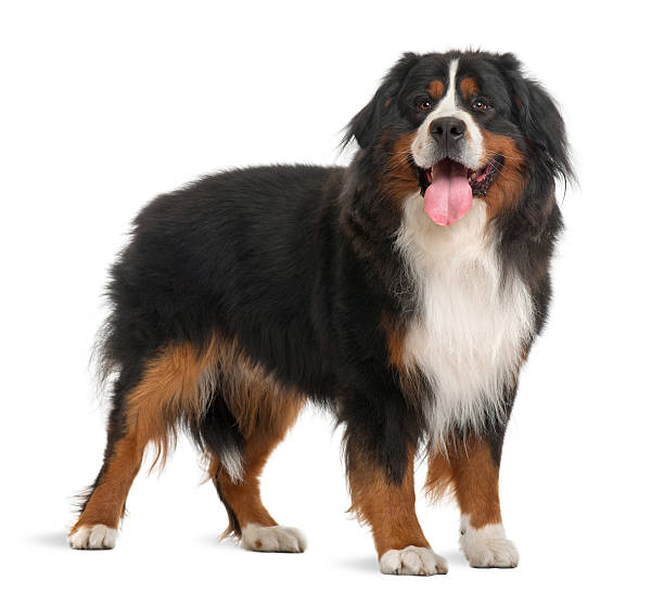 istock Bernese Mountain Dog, 3 years old, standing 119614695
