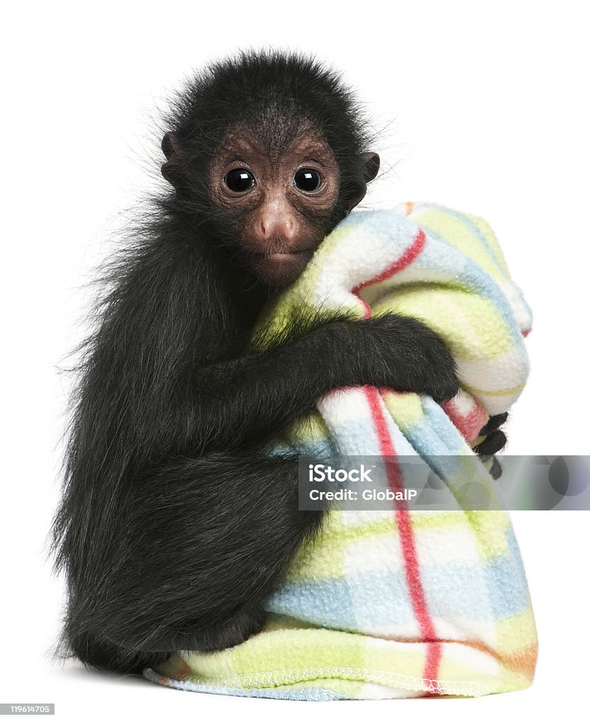 Red-faced Spider Monkey, 3 months old, holding blanket, white background.  Young Animal Stock Photo