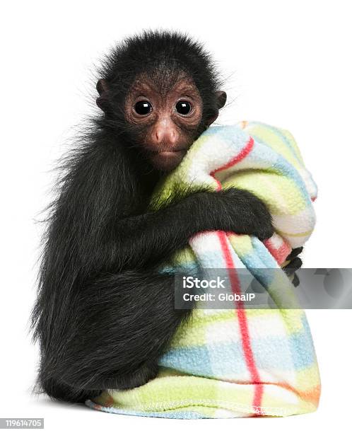 Redfaced Spider Monkey 3 Months Old Holding Blanket White Background Stock Photo - Download Image Now