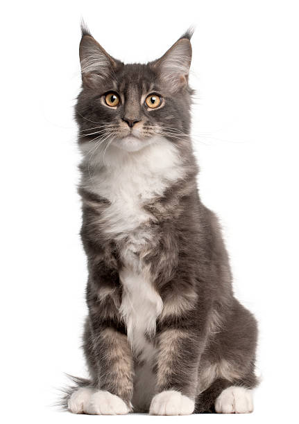 istock Maine Coon Kitten, 5 months old, sitting, white background 119614934