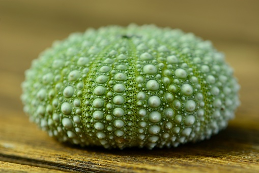 In biology, a test is the hard shell of some spherical marine animals, notably sea urchins