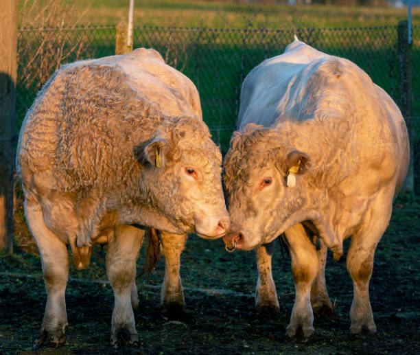 istock Breeding bulls Charolais Meat 1196150507