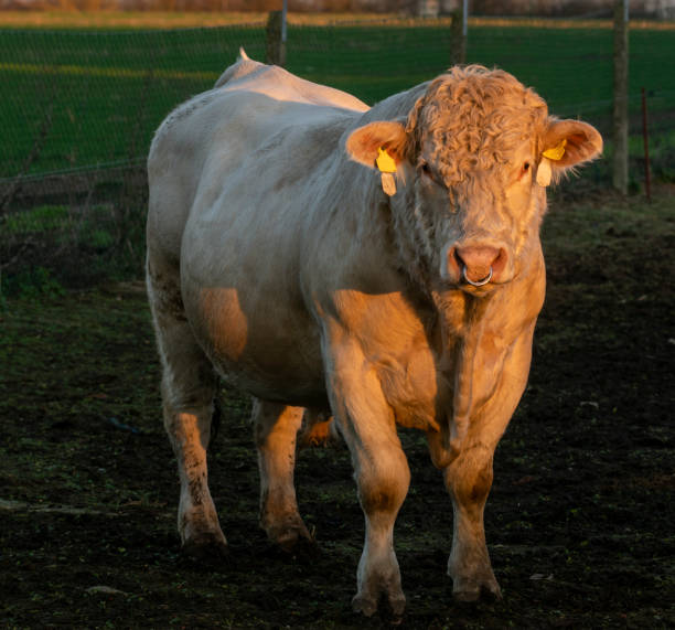 Breeding bulls Charolais Meat