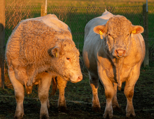 istock Breeding bulls Charolais Meat 1196150537