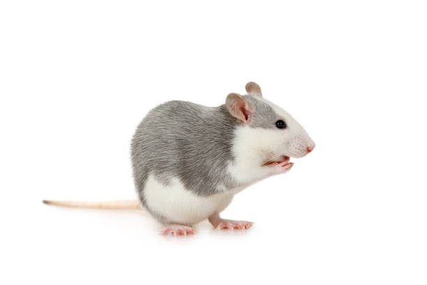 istock Small gray rat standing up on its hind legs 1196151265