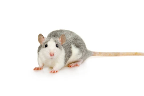 istock Small gray rat looking at the camera 1196151271