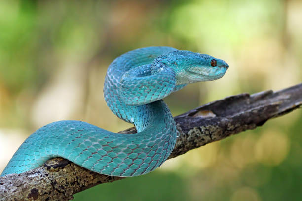 istock White Lipped Pit Viper (Trimeresurus insularis), Venomous Snake, Venom, Viper Snake, Blue Viper Snake 1196151458