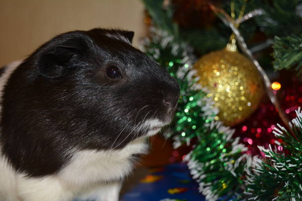 istock Guinea pig pet and Christmas tree decorations 1196153940