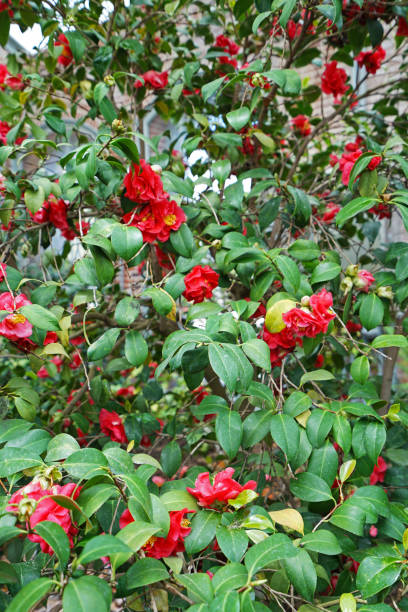 istock Close up blooming red flower plants 1196154013