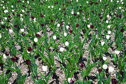 Botanical field