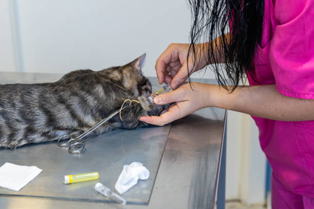 istock Sedated cat held by a vet nurse 1196155086