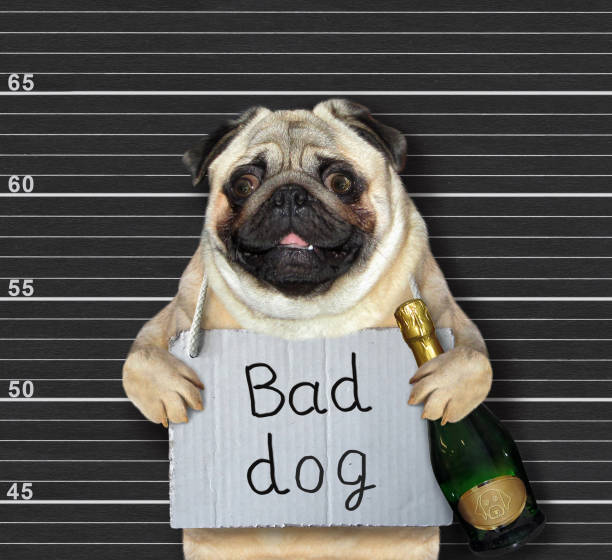 istock Dog with sign and wine in prison 2 1196155144