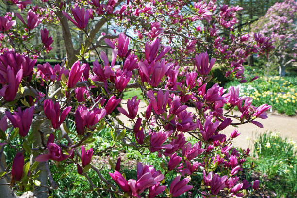 istock Close up Saucer Chinese Magnolia tree 1196155152