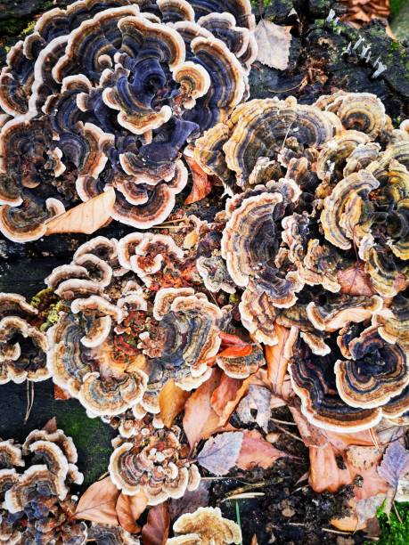 istock Treestump with mushrooms covered 1196155219