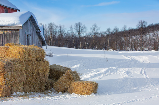 Bales of straw lie on the snow near the old barn. Winter in Norway.