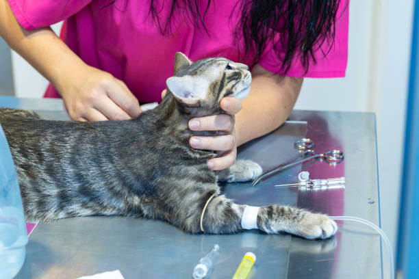 istock Sedated cat held by a vet nurse 1196156100