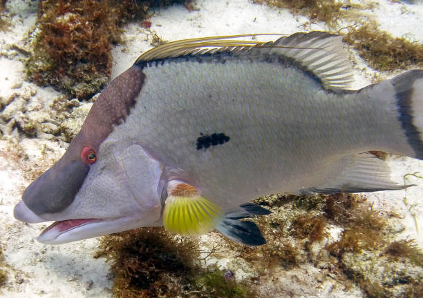 um hogfish (máximo de lachnolaimus) no mar das caraíbas - macaca - fotografias e filmes do acervo