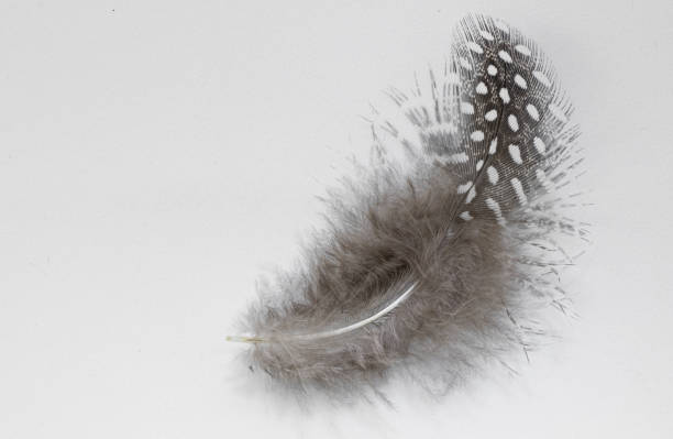Beautiful feather rare bird  close-up on the white background.