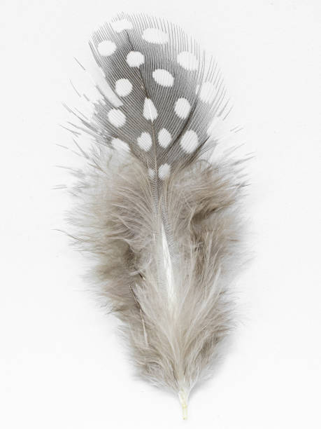 istock Beautiful feather rare bird  close-up on the white background. 1196161057