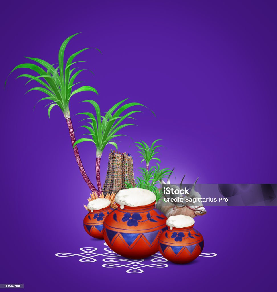 Pongal for Indian harvest festival Pongal (Makar Sankranti) Pongal, Composition with traditional mud pot, rangoli and Sugarcane for Indian harvest festival Pongal (Makar Sankranti) Makar Sankranti Stock Photo