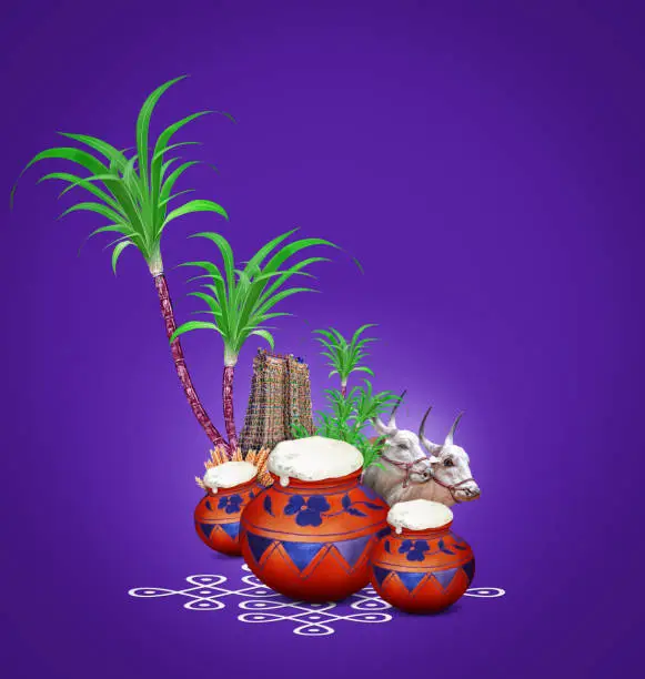 Pongal, Composition with traditional mud pot, rangoli and Sugarcane for Indian harvest festival Pongal (Makar Sankranti)