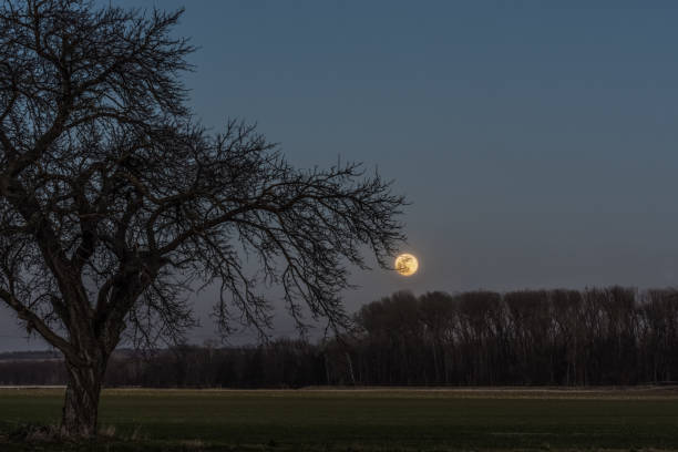 Tree and blood moon Tree and blood moon in the sky mondlicht stock pictures, royalty-free photos & images