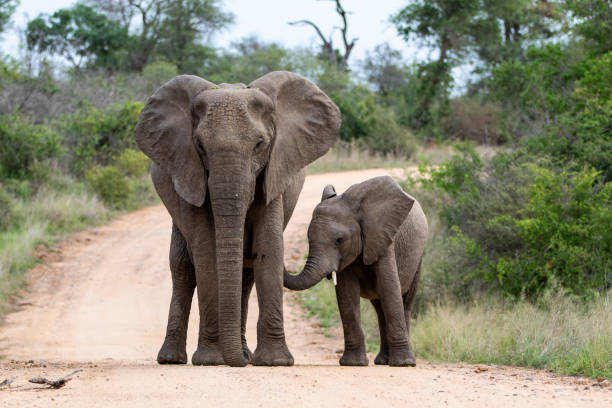 istock Elephant in Kruger National Park 1196164443
