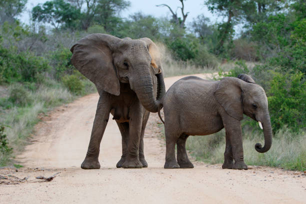 istock Elephant in Kruger National Park 1196164497